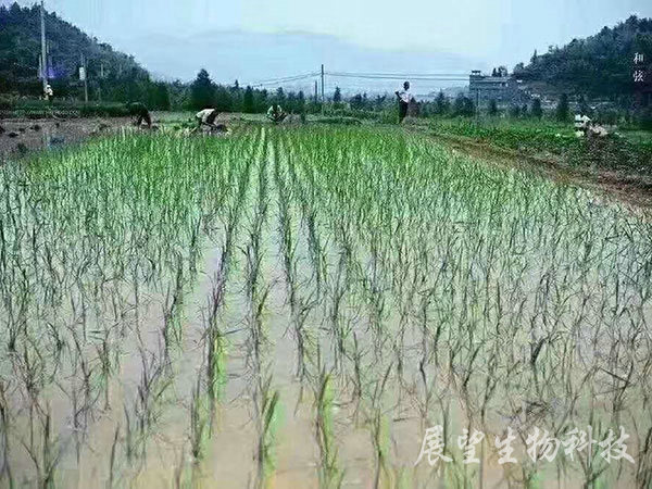 優質稻生產基地